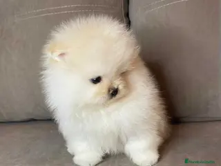 Pomerania perros ‼️POMERANIAS AMERICANOS TAMAÑO TOY - Anuncio 1