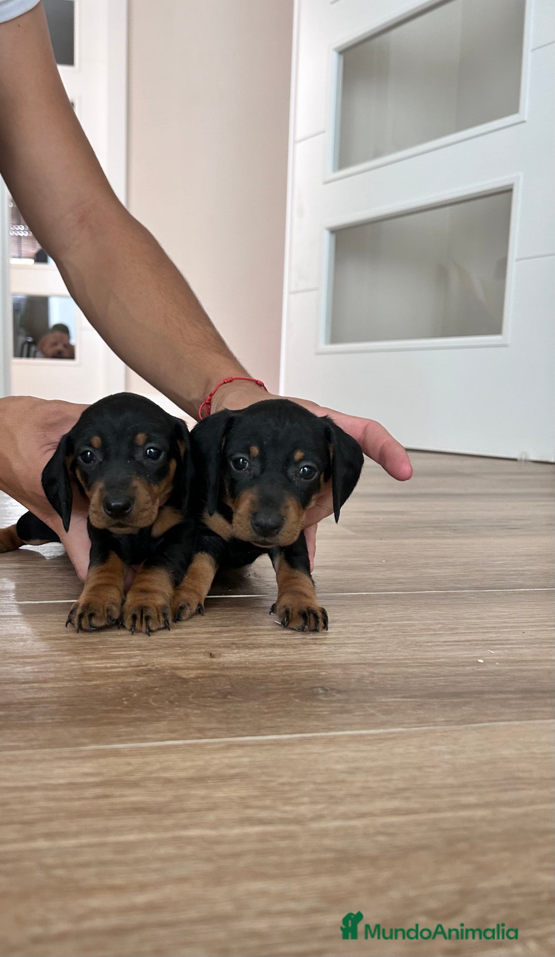 Teckel Miniatura perros en venta: Teckel mini  - Imagen 2
