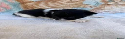 Pomerania perros en venta: Pomerania - Anuncio 24