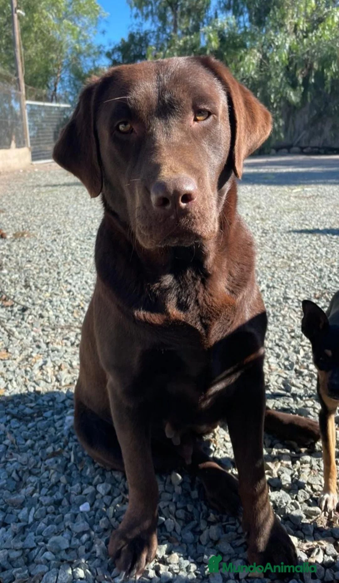 Labrador Retriever perros Cachorro labrador retriever  - Anuncio 1
