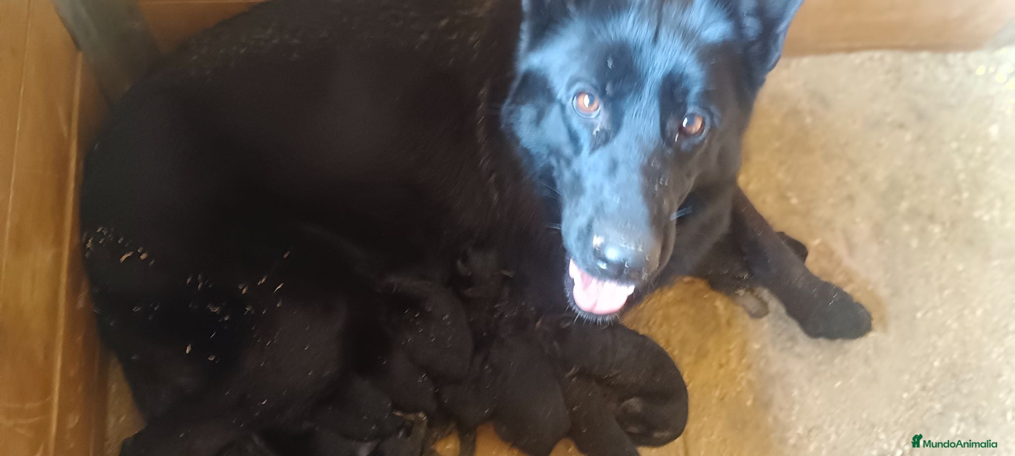 Pastor Alemán perros Cesión gratis P Alemán Negro - Anuncio 1