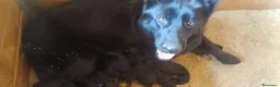 Pastor Alemán perros en venta: Cesión gratis P Alemán Negro - Anuncio 1