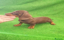 Teckel perros en venta: Teckel kanichen  - Imagen 4