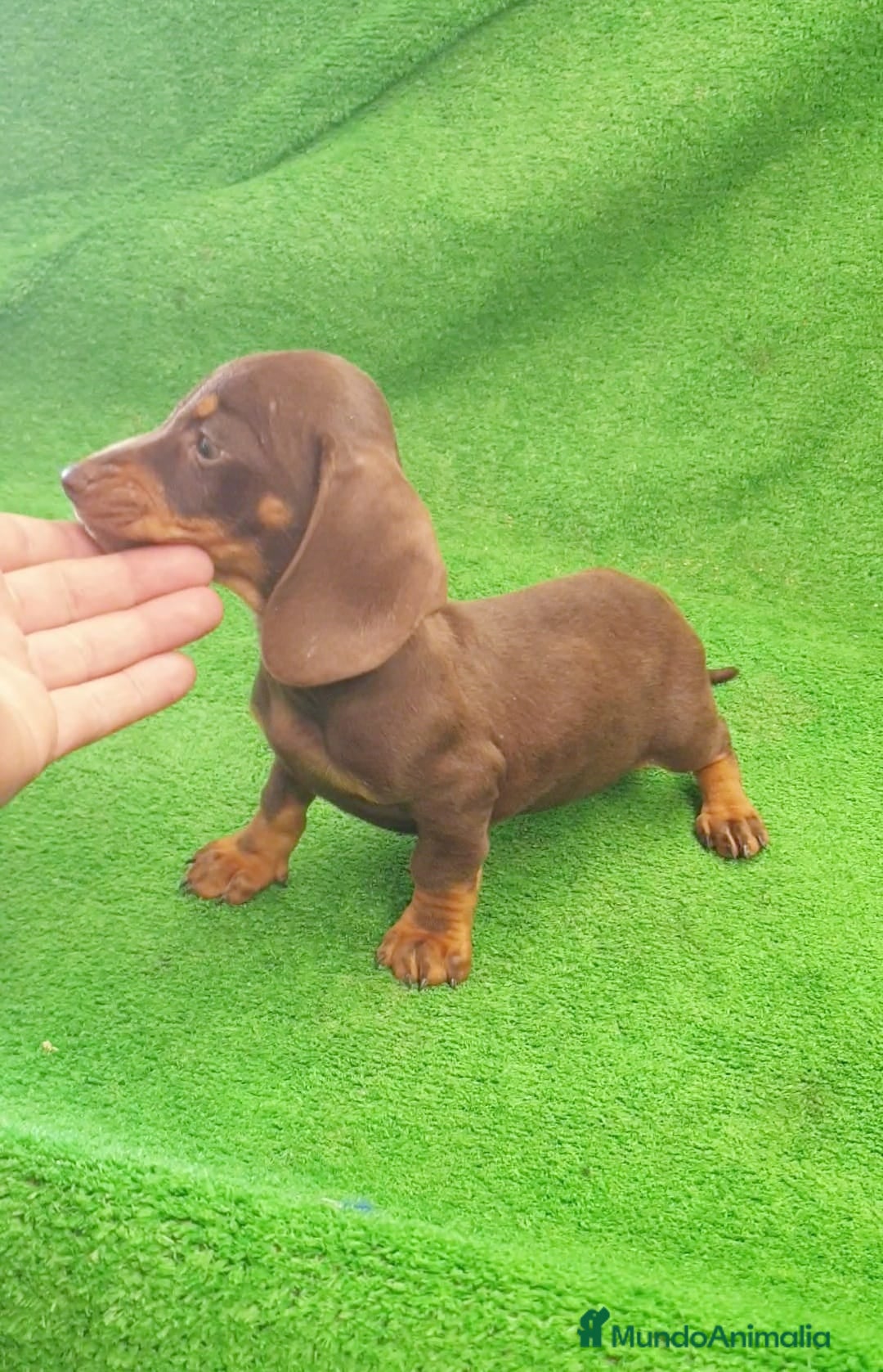 Teckel perros en venta: Teckel kanichen  - Imagen 4