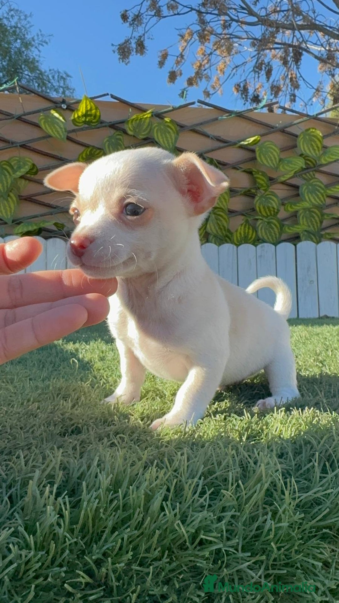 Chihuahua perros en venta: CHIHUAHUA MACHO - Anuncio 11