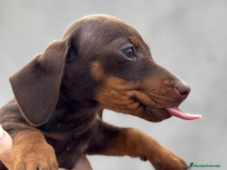 Teckel Miniatura perros Teckel mini en Illes Balears - Anuncio 18