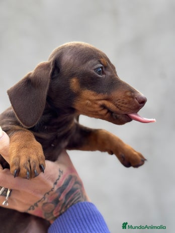 Teckel Miniatura perros en Illes Balears - Anuncio 6
