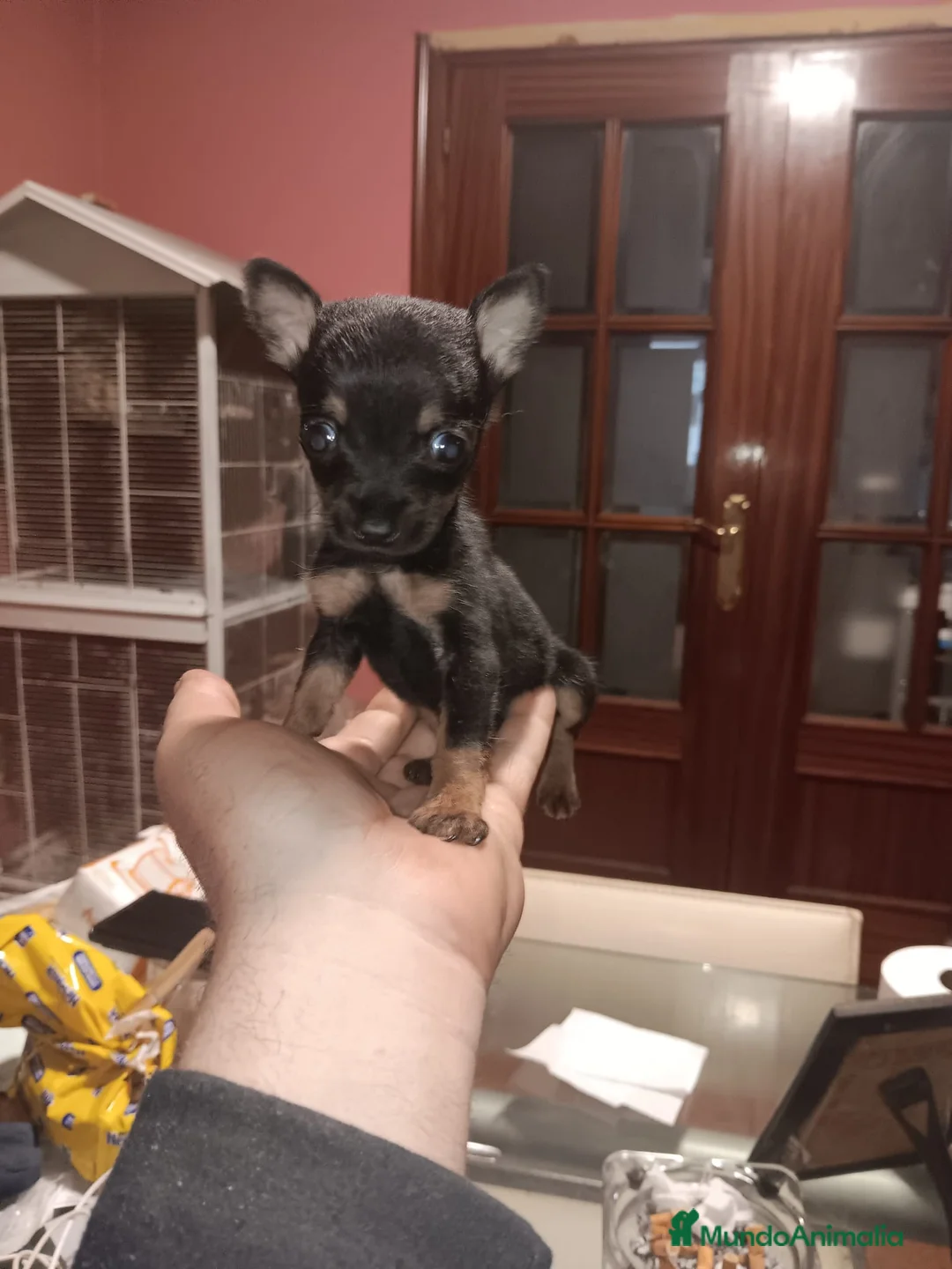 Ratón de Praga perros en venta: Ratón de Praga  - Anuncio 1