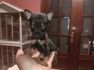 Ratón de Praga perros Ratón de Praga - Anuncio 2