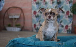 Chihuahua perros en venta: 🌈 Chihuahuas únicos: Luxor, Ronda y Paddy - Imagen 10
