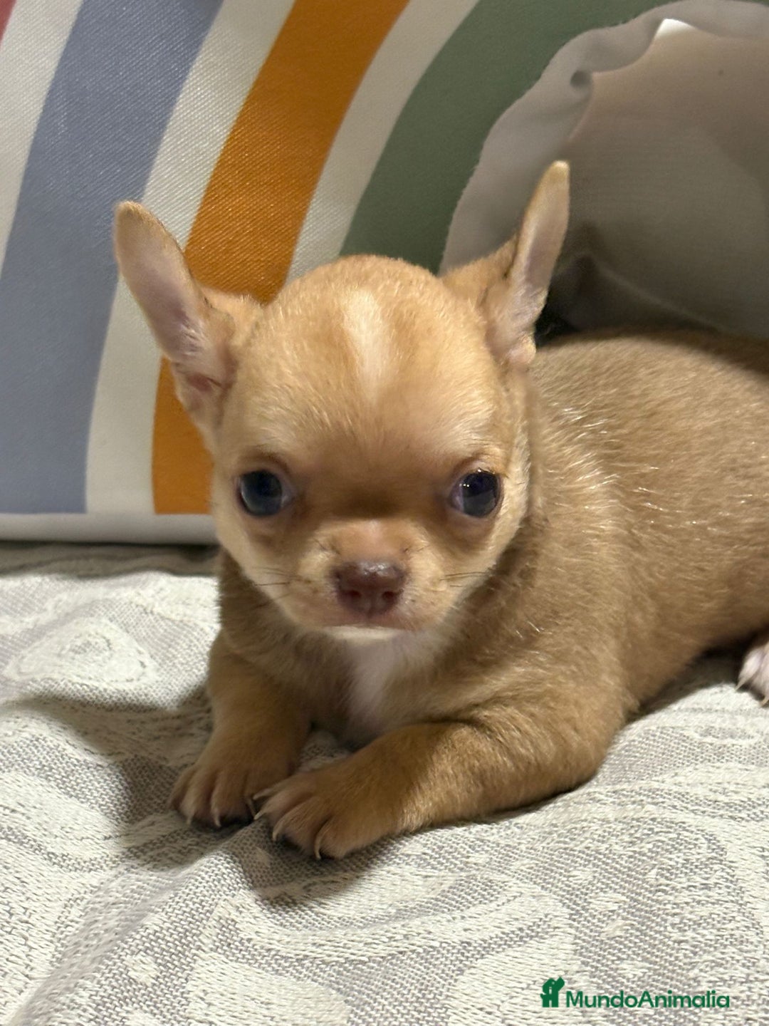 Chihuahua perros en venta: Exclusivos chihuahuas rusos - Imagen 11