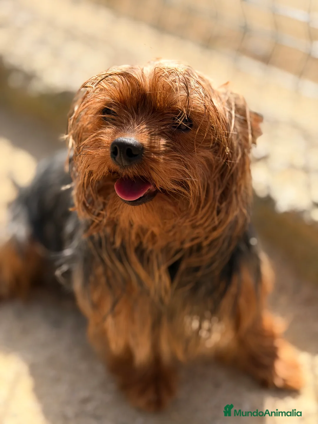 Yorkshire Terrier perros en venta: Yorkshire mini ADOPCIÓN  - Anuncio 4
