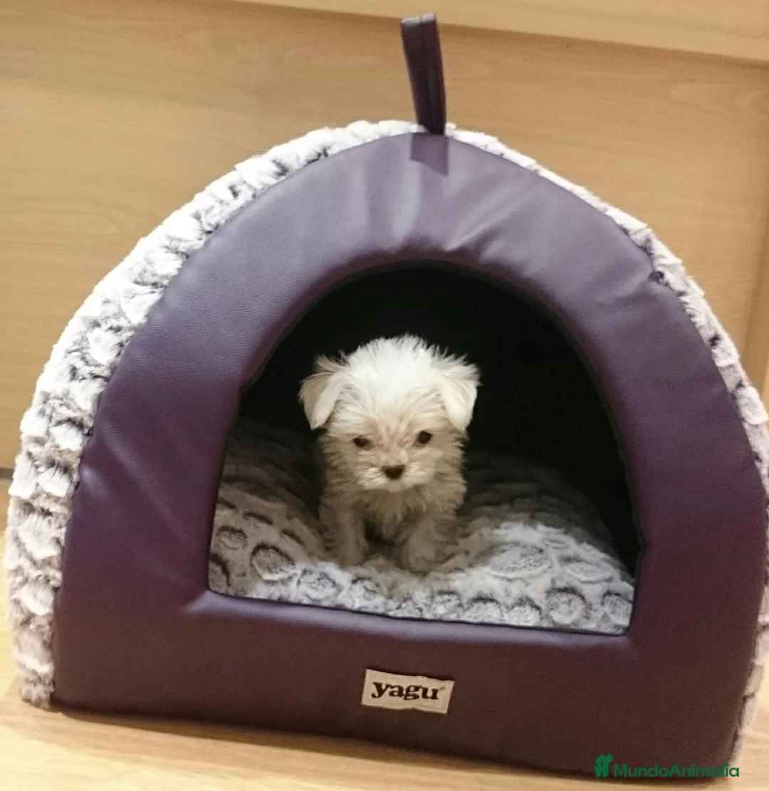 Bichón Maltés perros en venta: Bichón Maltés machos y hembras en Barcelona - Anuncio 6