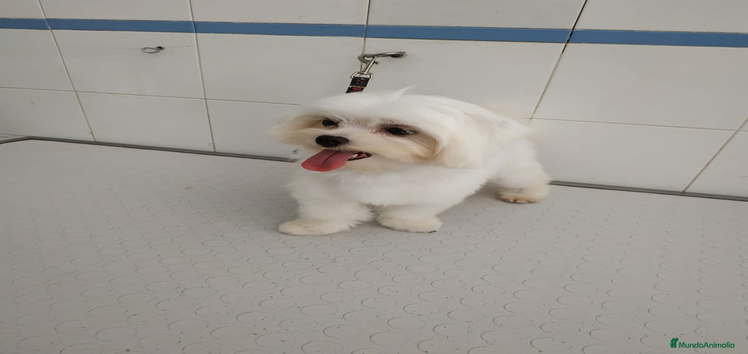 Imagen de galería {{count}}