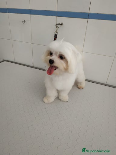 Imagen de galería {{count}}