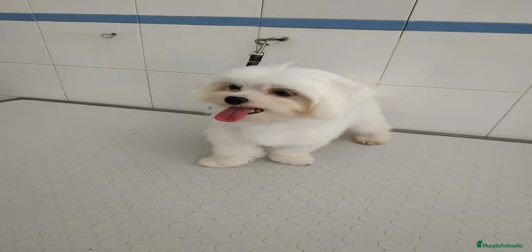 Imagen de galería {{count}}