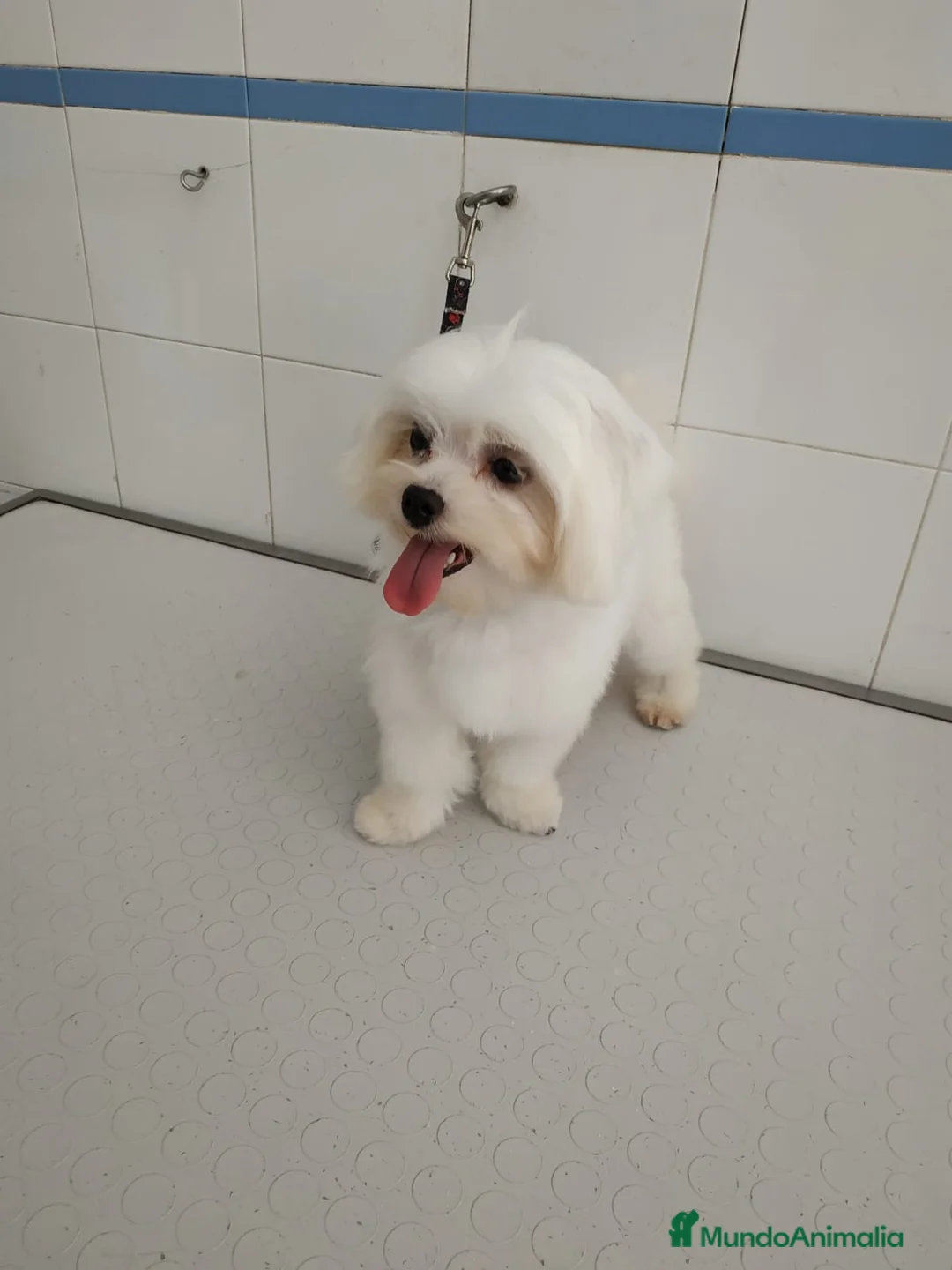 Imagen de galería {{count}}