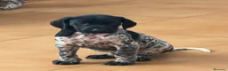 Braco Alemán de Pelo Corto perros en venta: Camada Braco Alemán  - Anuncio 5