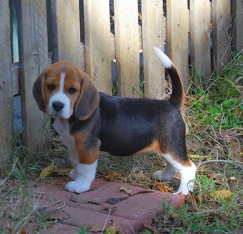 Beagle perros PEQUEÑITOS DE BEAGLE DISPONIBLES  - Anuncio 1