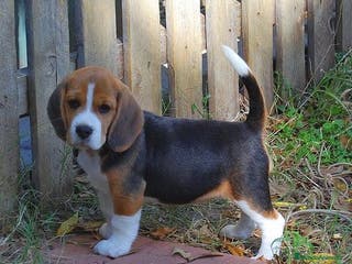 Beagle perros PEQUEÑITOS DE BEAGLE DISPONIBLES - Anuncio 1