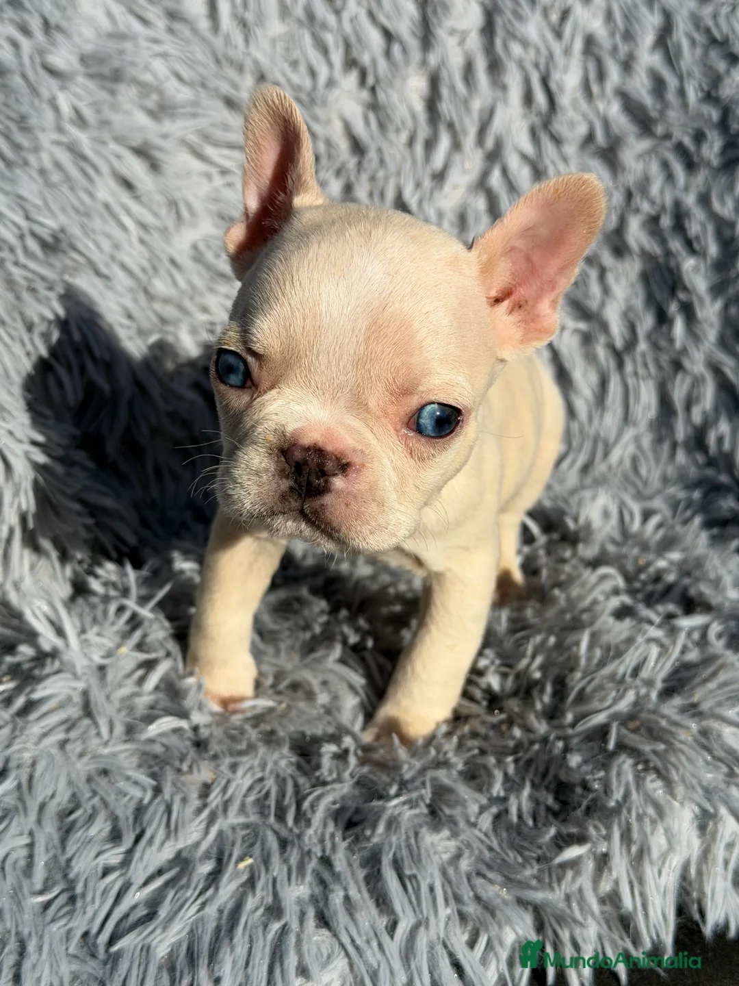 Bulldog Francés perros en venta: Bulldog Platimun  - Anuncio 6