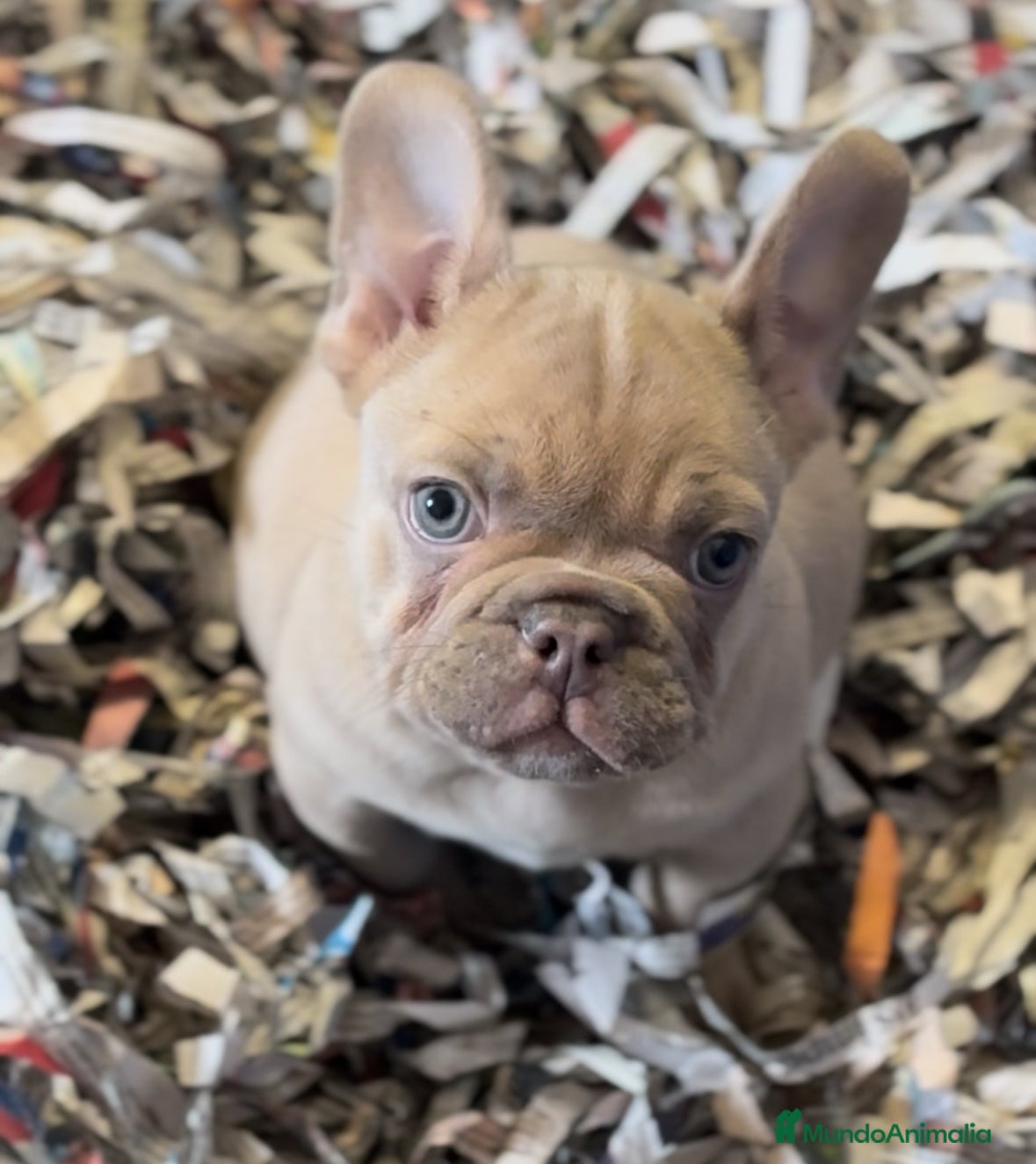 Bulldog Francés perros Bulldog francés exótico  - Anuncio 1