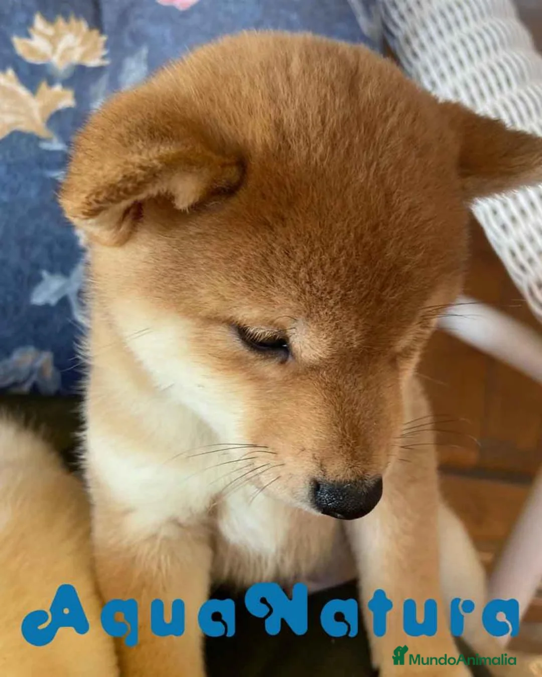 Shiba Inu perros en venta: Shiba Inu Macho 5289 de Melani - AQUANATURA en Barcelona - Anuncio 5