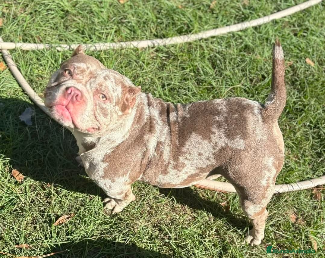 American Bully perros American bully pocket  - Anuncio 1