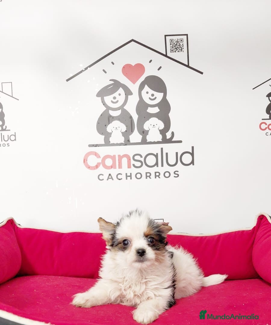 Yorkshire Terrier perros Briewer  - Anuncio 4