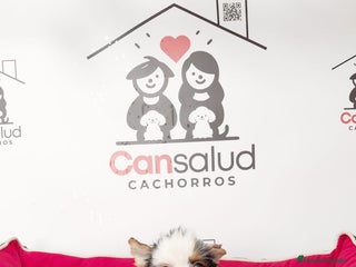 Yorkshire Terrier perros Briewer - Anuncio 4