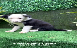 Border Collie perros en venta: BORDER COLLIE - Anuncio 21