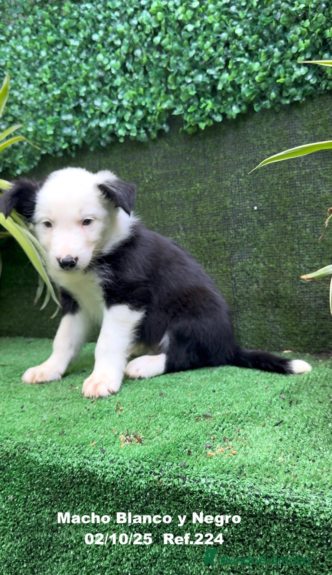 Border Collie perros en venta: BORDER COLLIE - Anuncio 21