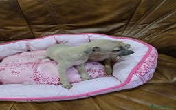 Pequeño Lebrel Italiano perros en venta: Piccolo italiano - Anuncio 3