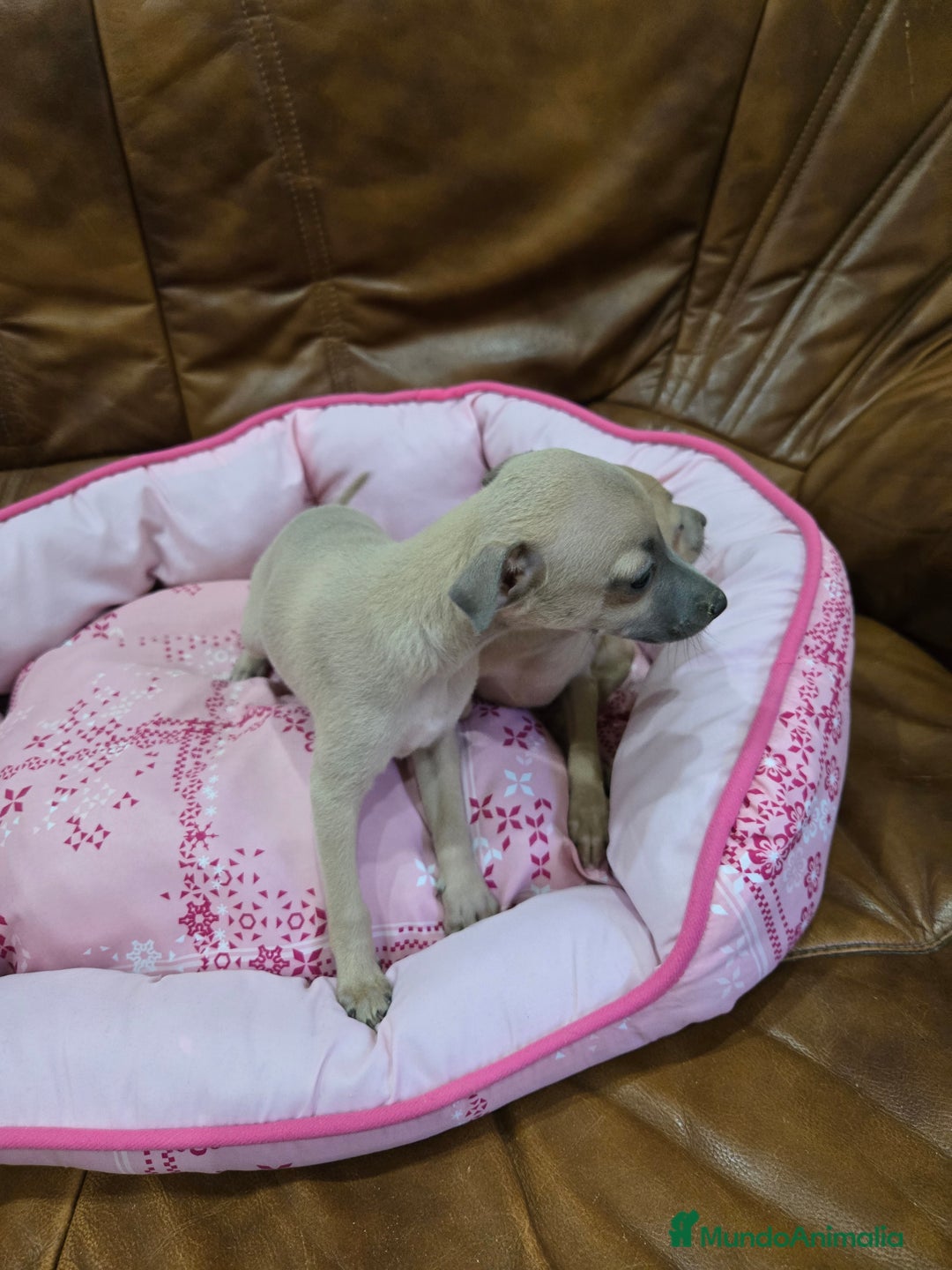 Pequeño Lebrel Italiano perros en venta: Piccolo italiano - Anuncio 3