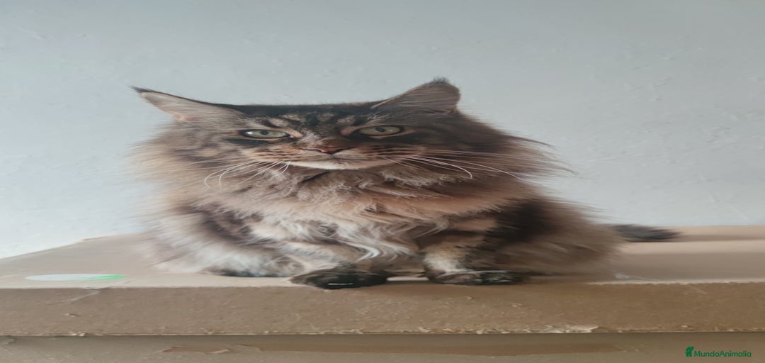 Imagen de galería {{count}}