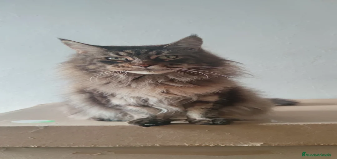 Imagen de galería {{count}}