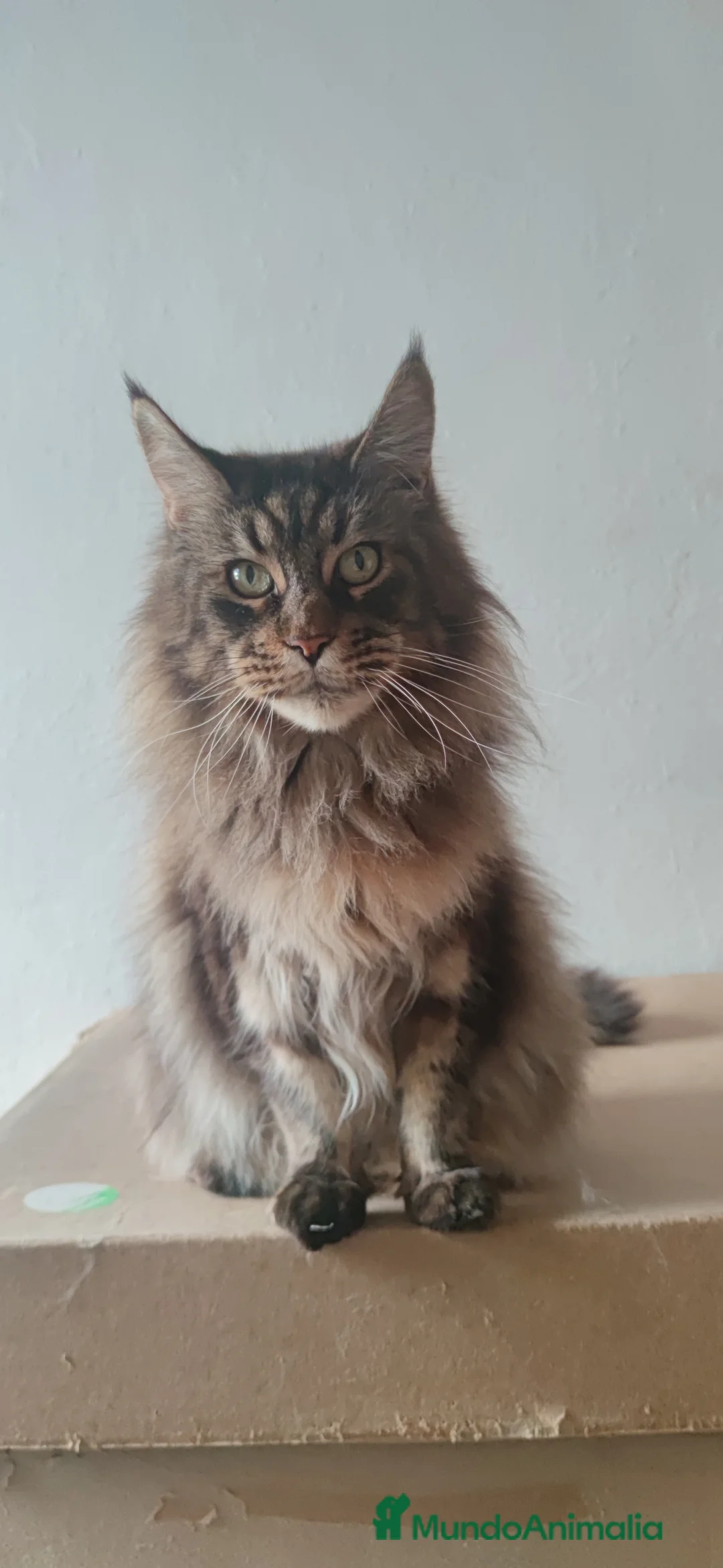 Imagen de galería {{count}}