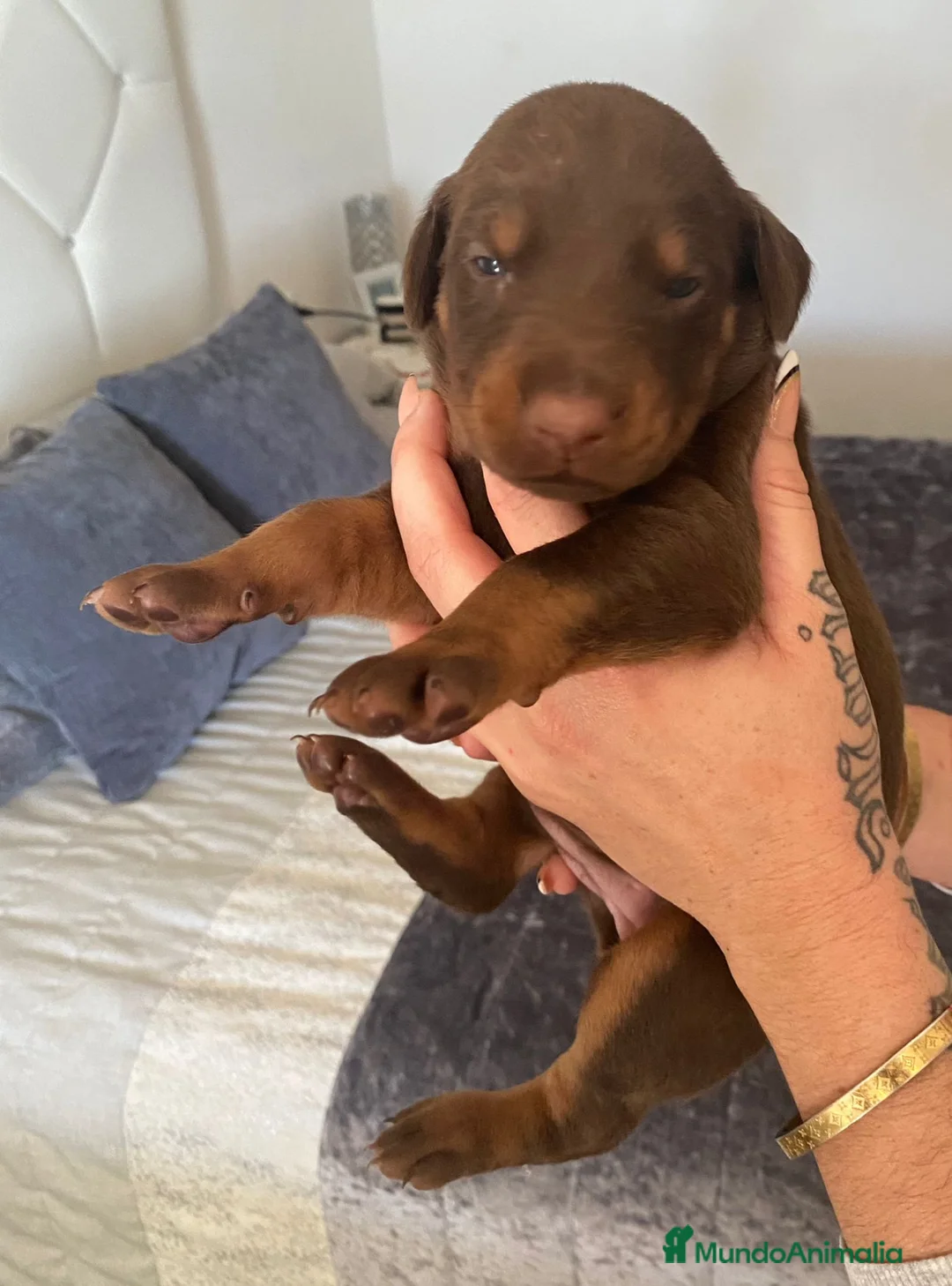 Dobermann perros en venta: Doberman  en Sevilla - Anuncio 1