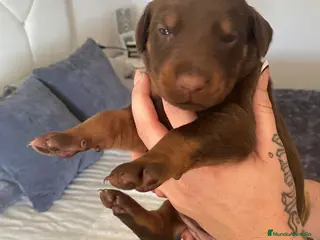 Dobermann perros Doberman - Anuncio 1