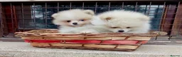 Pomerania perros en venta: Pomerania toy - Anuncio 3