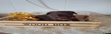 Dobermann 4