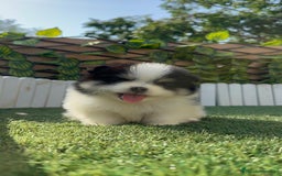 Pomerania perros en venta: POMERANIA HEMBRA - Imagen 5