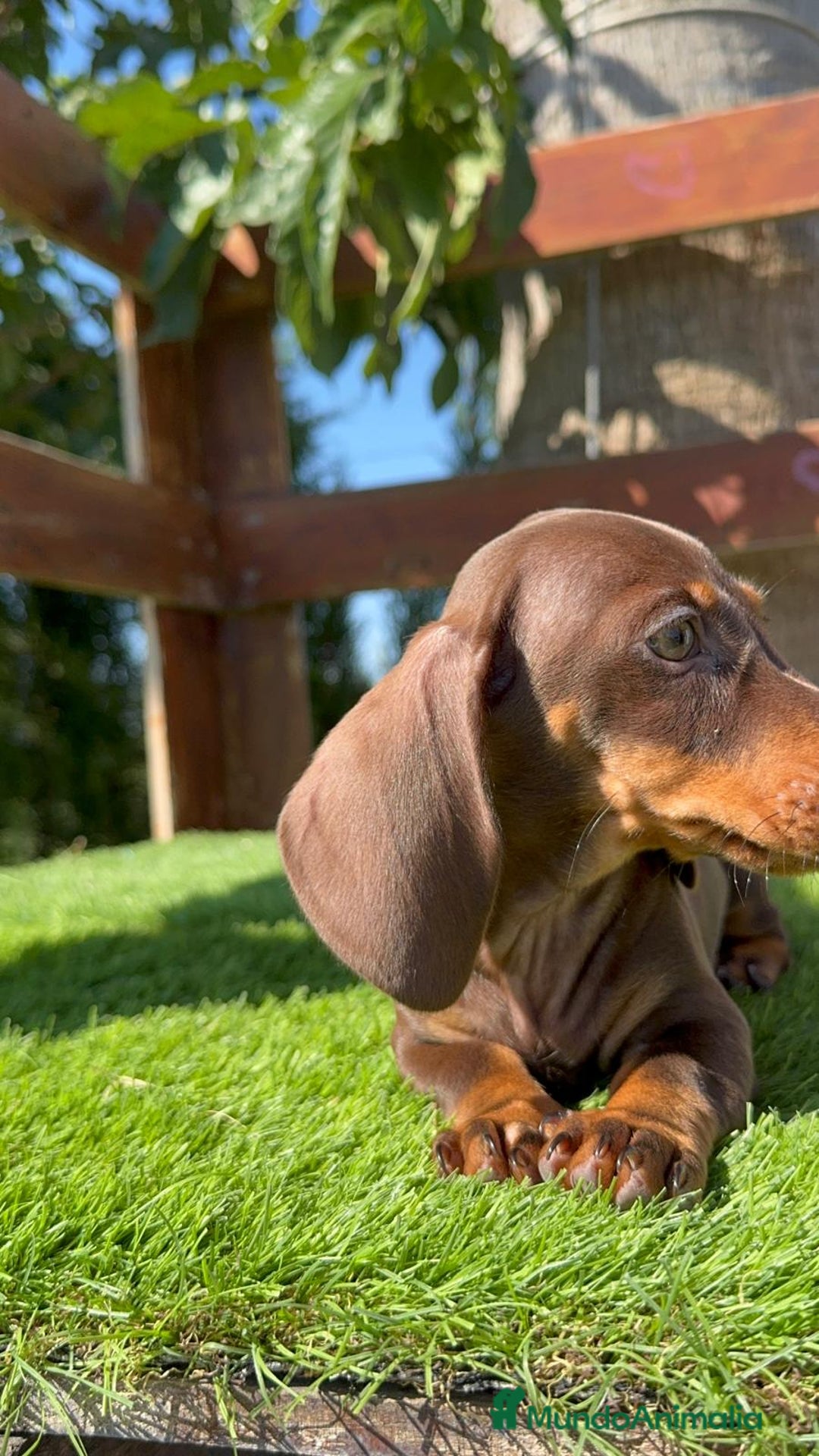 Teckel perros en venta: TECKEL MINIATURA HEMBRA - Imagen 9