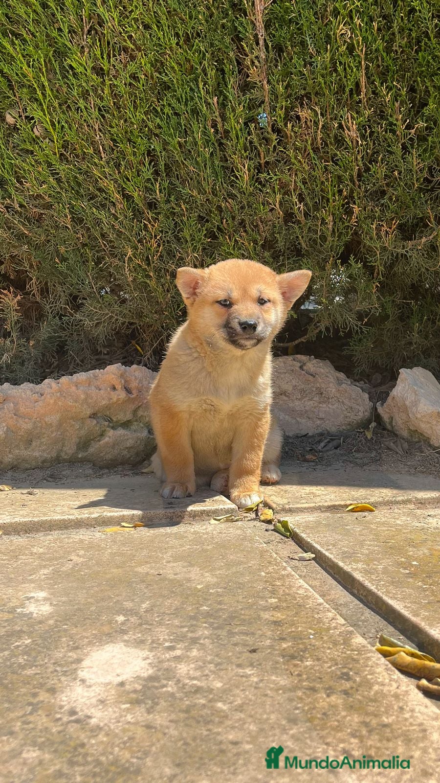 Shiba Inu perros  SHIBA INU HEMBRA -BELLEZA Y ELEGANCIA  - Anuncio 2