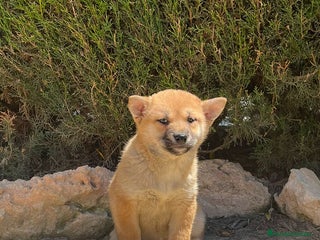 Shiba Inu perros SHIBA INU HEMBRA -BELLEZA Y ELEGANCIA - Anuncio 2