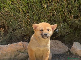 Shiba Inu perros SHIBA INU HEMBRA -BELLEZA Y ELEGANCIA - Anuncio 3