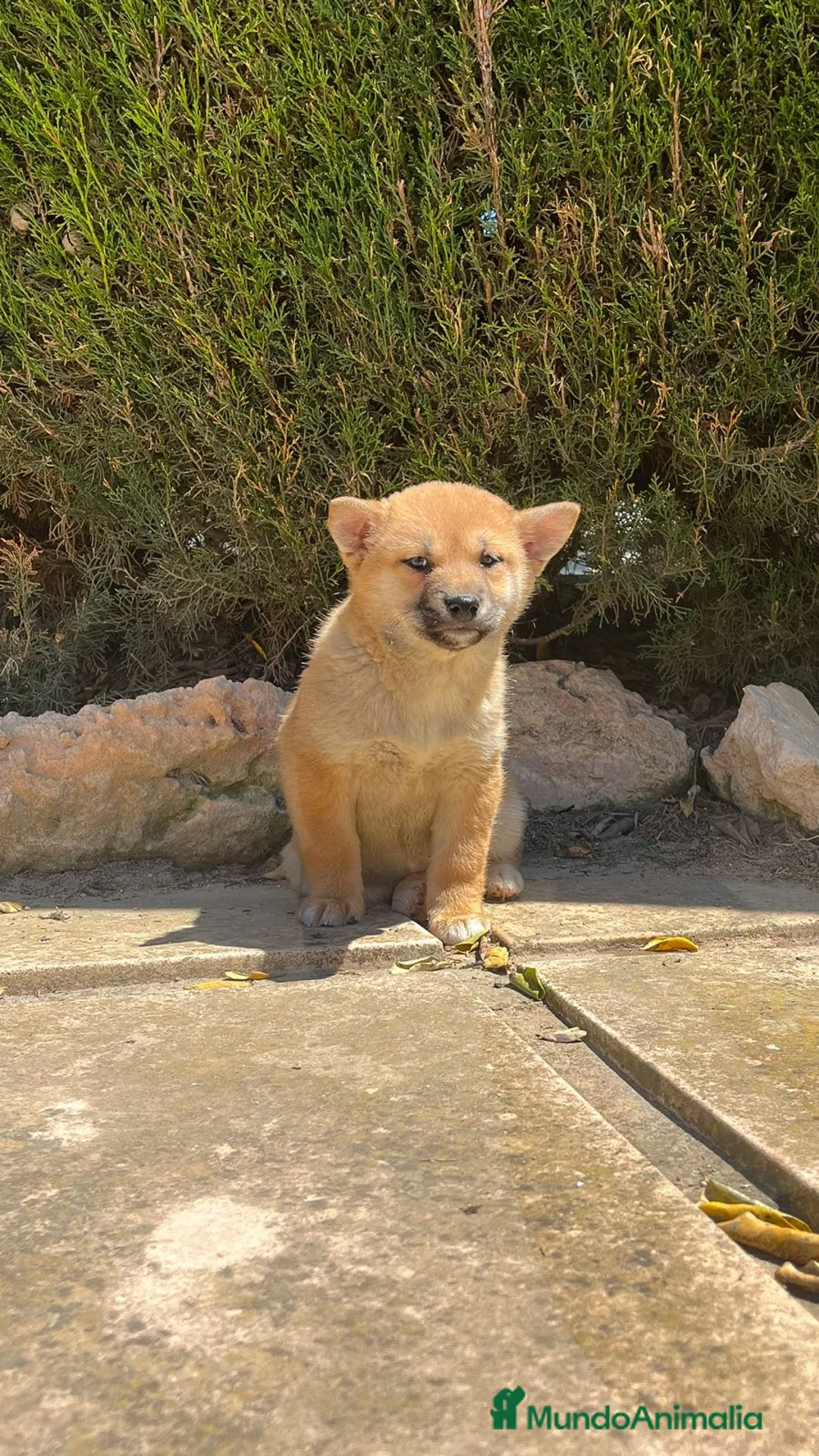 Shiba Inu perros en venta:  SHIBA INU HEMBRA -BELLEZA Y ELEGANCIA  - Anuncio 1