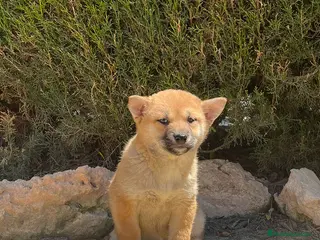 Shiba Inu perros SHIBA INU HEMBRA -BELLEZA Y ELEGANCIA - Anuncio 9