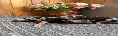 Pinscher Miniatura Hembra