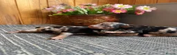 Pinscher Miniatura perros en venta: Pinscher Miniatura Merle Azul Cachorros - Anuncio 3